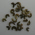 Calendula pacific seeds